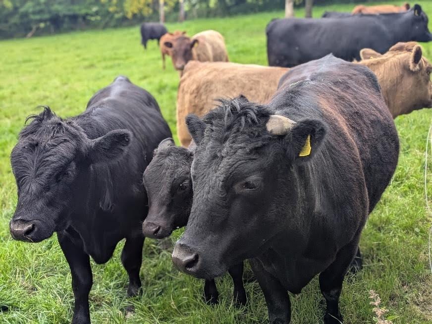 Dexter cattle herd on the Glaneirw Estate pastures, <a href=