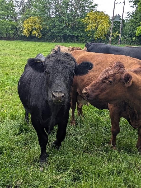 Black and red Dexter cattle grazing together on the Glaneirw Estate