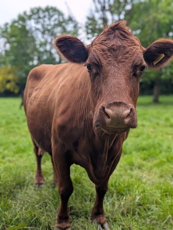 Red Dexter cow on the Glaneirw Estate, near Cardigan Bay